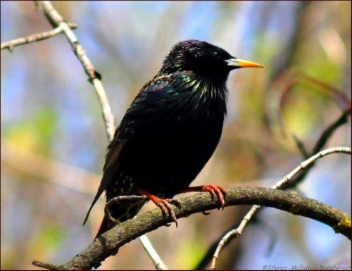 Мастурбаторларға қарау Мастурбаторларға қарау