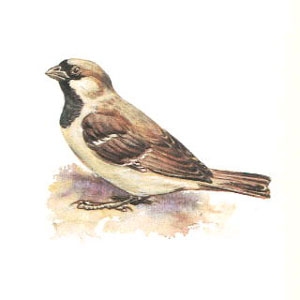 Порно анасы Адело секси бели ұлын шақырды