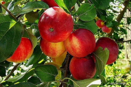 Қарттардың керемет эротикасы