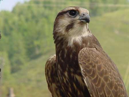Әйелі күйеуінің алдында трахает (Русский порно)